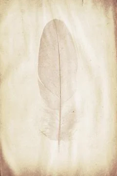 Feather watermark Stock Photos