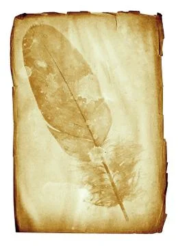 Feather watermark Foto stock