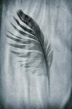 Feather watermark Stock Photos
