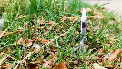 Feather waving in the wind Stock Footage 252155146