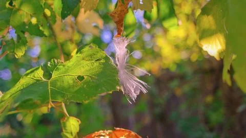Feather in the web. white feather in the rays of light. feather in the wind.. Stock Photos