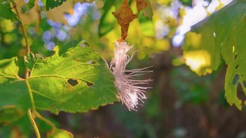 Feather in the web. white feather in the rays of light. feather in the wind.. Stock Photos