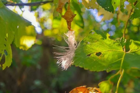 Feather in the web. white feather in the rays of light. feather in the wind.. Stock Photos