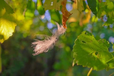 Feather in the web. white feather in the rays of light. feather in the wind.. Stock Photos