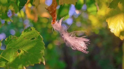 Feather in the web. white feather in the rays of light. feather in the wind.. Stock Photos