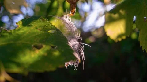 Feather in the web. white feather in the rays of light. feather in the wind.. Stock Photos