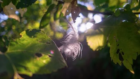 Feather in the web. white feather in the rays of light. feather in the wind.. Stock Photos