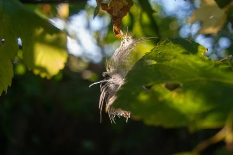 Feather in the web. white feather in the rays of light. feather in the wind.. Stock Photos