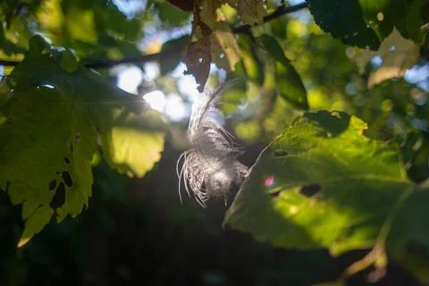 Feather in the web. white feather in the rays of light. feather in the wind.. Stock Photos