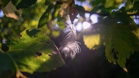 Feather in the web. white feather in the rays of light. feather in the wind.. Stock Photos
