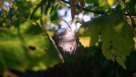 Feather in the web. white feather in the rays of light. feather in the wind.. Stock Photos
