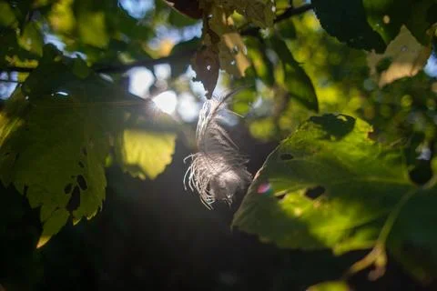 Feather in the web. white feather in the rays of light. feather in the wind.. Stock Photos