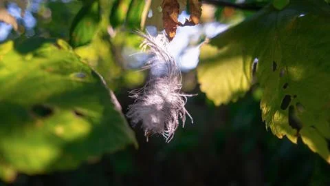 Feather in the web. white feather in the rays of light. feather in the wind.. Stock Photos