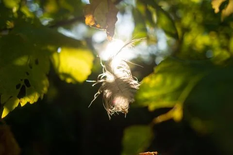 Feather in the web. white feather in the rays of light. feather in the wind.. Stock Photos