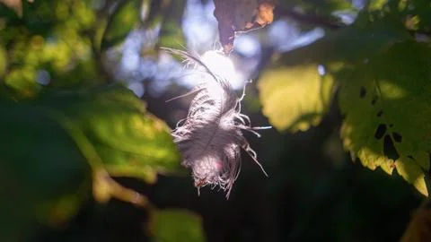 Feather in the web. white feather in the rays of light. feather in the wind.. Stock Photos