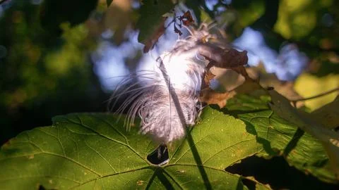 Feather in the web. white feather in the rays of light. feather in the wind.. Stock Photos