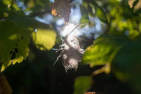 Feather in the web. white feather in the rays of light. feather in the wind.. Stock Photos