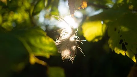 Feather in the web. white feather in the rays of light. feather in the wind.. Stock Photos