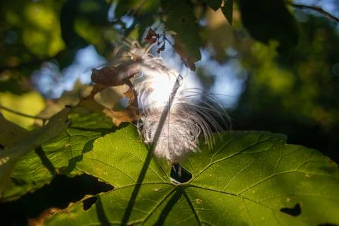 Feather in the web. white feather in the rays of light. feather in the wind.. Foto stock