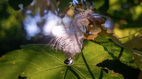 Feather in the web. white feather in the rays of light. feather in the wind.. Foto stock
