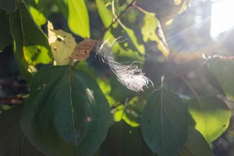 Feather in the web. white feather in the rays of light. feather in the wind.. Foto stock