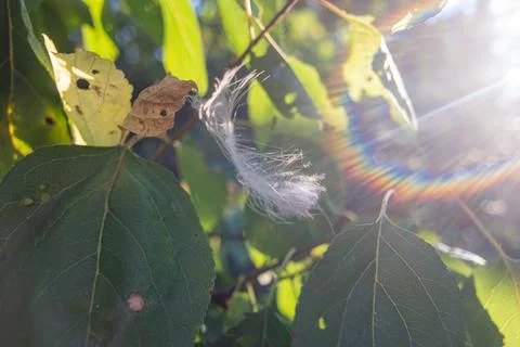 Feather in the web. white feather in the rays of light. feather in the wind.. Stock Photos
