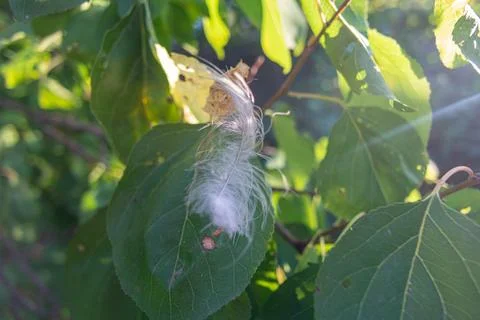 Feather in the web. white feather in the rays of light. feather in the wind.. Stock Photos