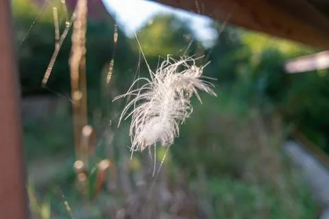 Feather in the web. white feather in the rays of light. feather in the wind.. Stock Photos