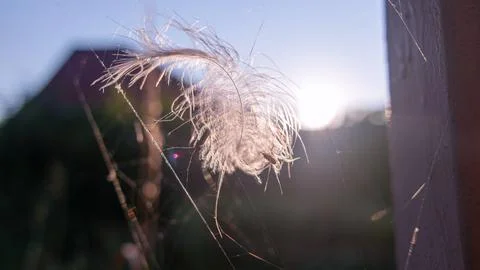 Feather in the web. white feather in the rays of light. feather in the wind.. Stock Photos