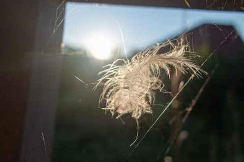 Feather in the web. white feather in the rays of light. feather in the wind.. Stock Photos