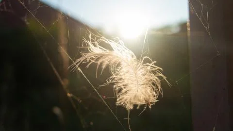 Feather in the web. white feather in the rays of light. feather in the wind.. Stock Photos