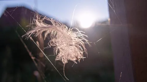 Feather in the web. white feather in the rays of light. feather in the wind.. Stock Photos