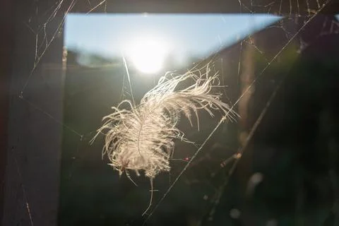 Feather in the web. white feather in the rays of light. feather in the wind.. Stock Photos