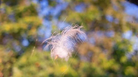 Feather in the web. white feather in the rays of light. feather in the wind.. Stock Photos