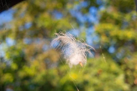 Feather in the web. white feather in the rays of light. feather in the wind.. Stock Photos