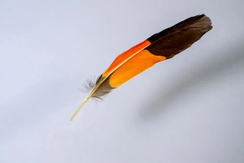 Feather on a white background. isolated Stock Photos