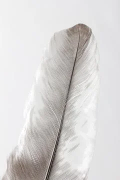Feather on a white background. macro Stock Photos