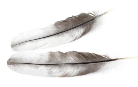 Feather on a white background. macro Foto stock