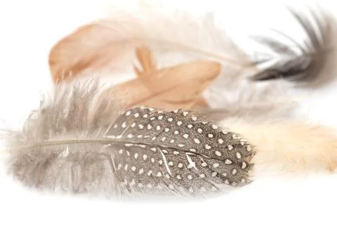 Feather on a white background Stock Photos