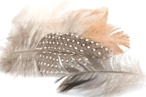 Feather on a white background Stock Photos