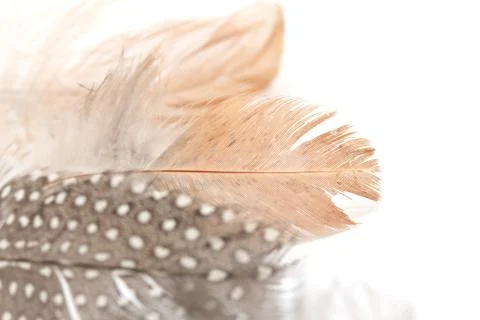 Feather on a white background Stock Photos