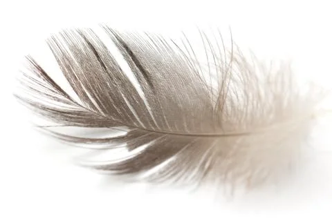 Feather on a white background Stock Photos