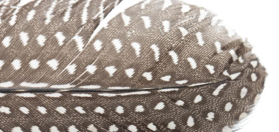 Feather on a white background Stock Photos
