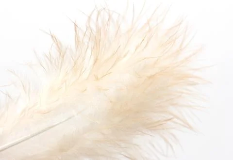 Feather on a white background Stock Photos