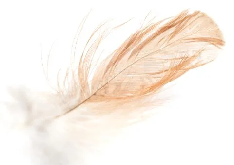 Feather on a white background Stock Photos