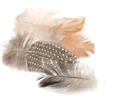 Feather on a white background Stock Photos