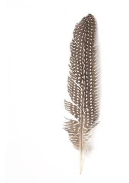 Feather on a white background Foto stock