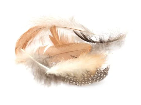 Feather on a white background Stock Photos