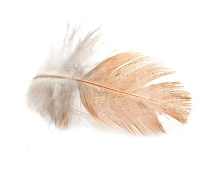 Feather on a white background Stock Photos