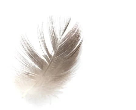 Feather on a white background Stock Photos